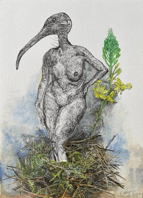 Aphrodite ibis