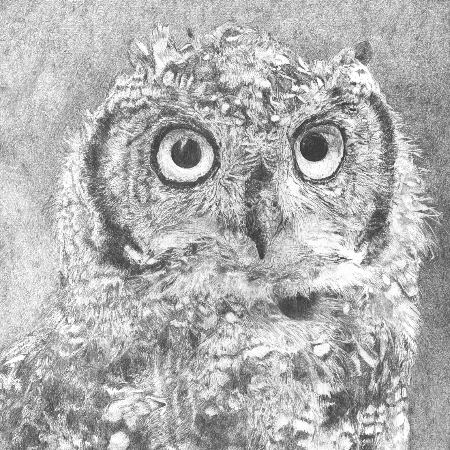 Gran's Owl