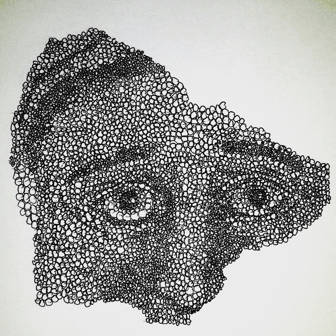 Sample