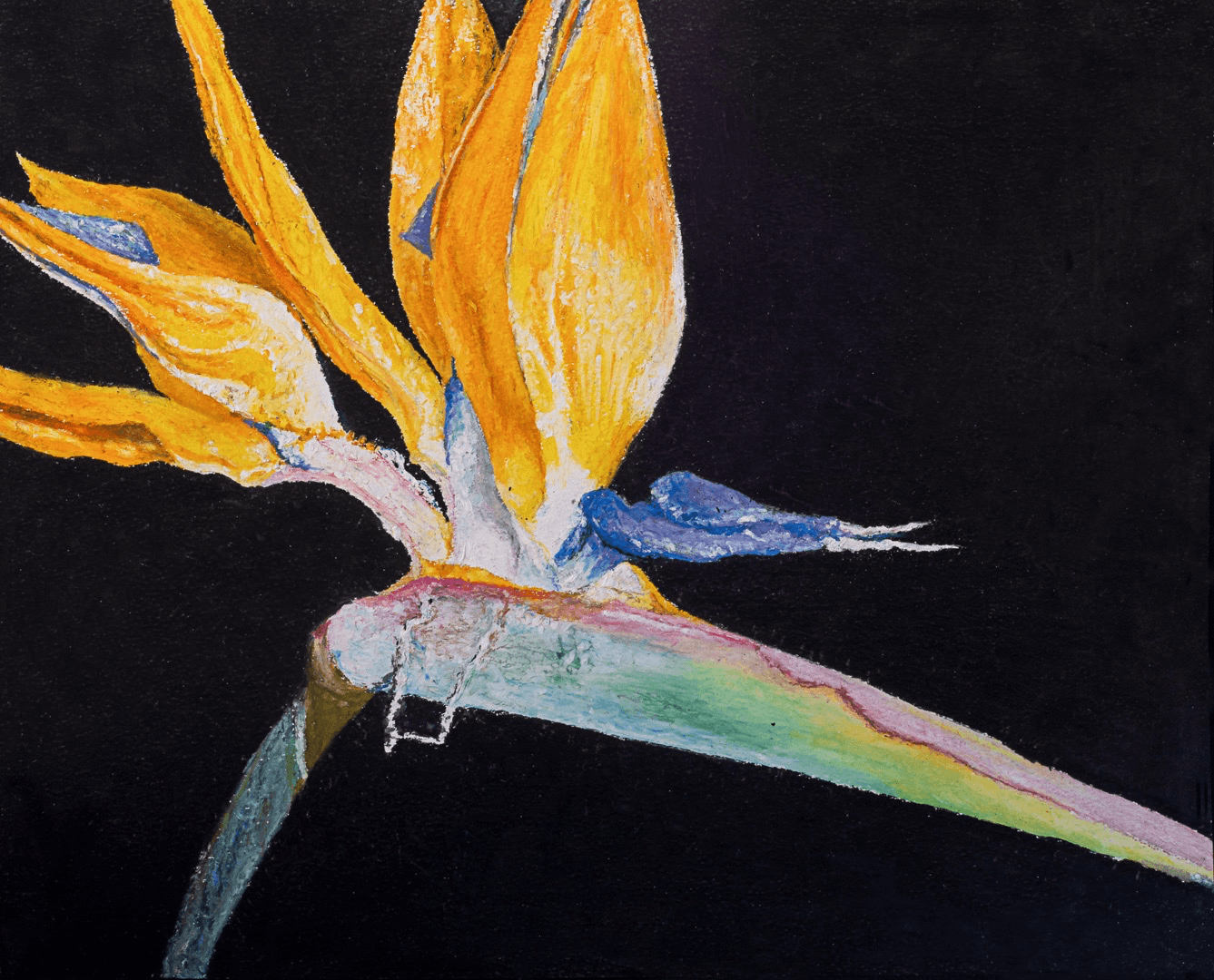 Strelitzia